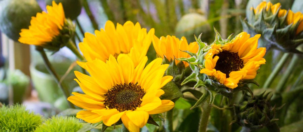 Sonnenblumen Einbeck